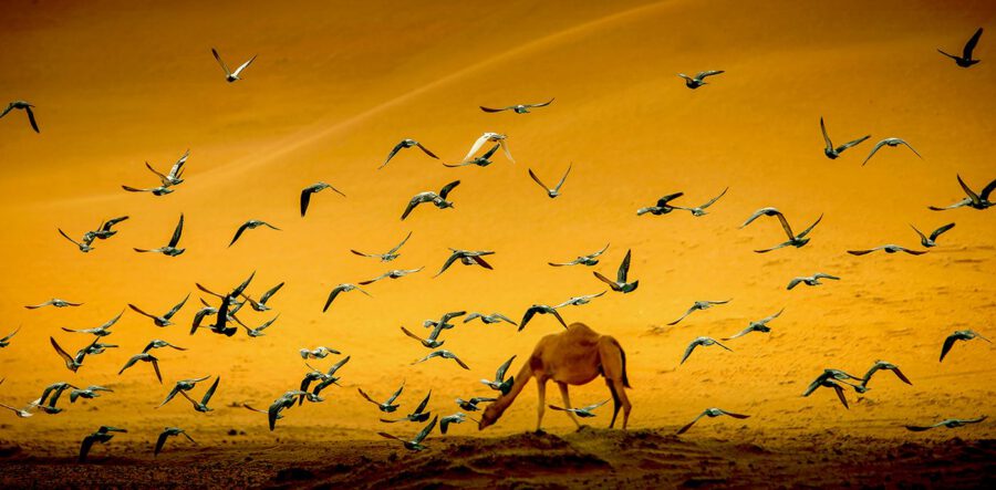 سربٌ فوق الذهب