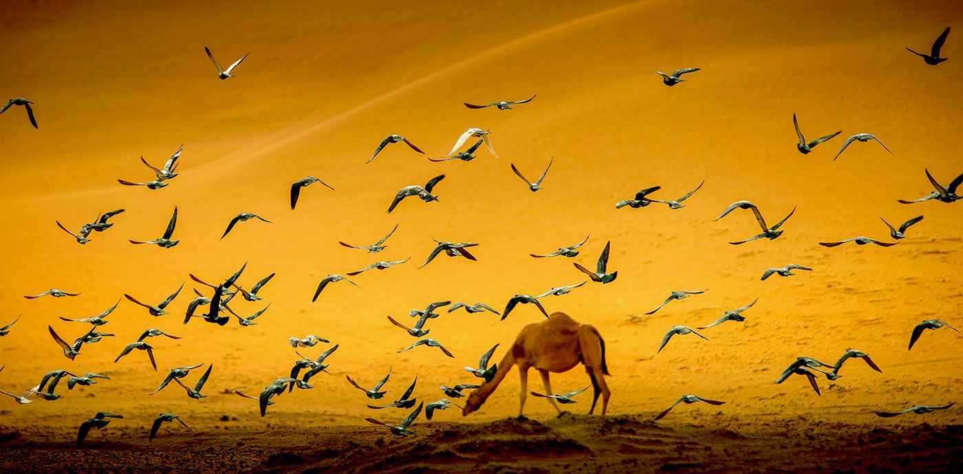 سربٌ فوق الذهب