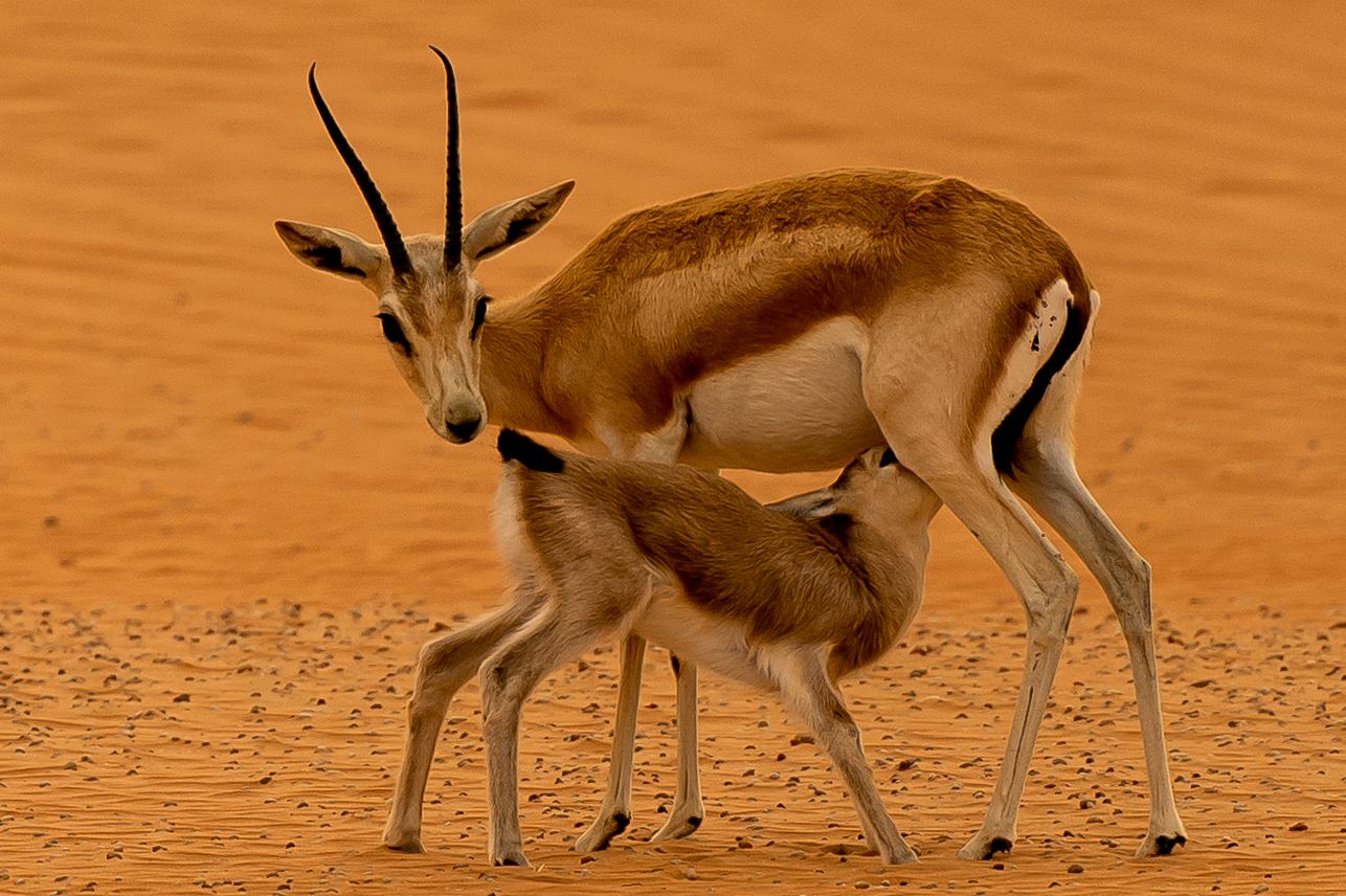 لحظةُ رضاعة