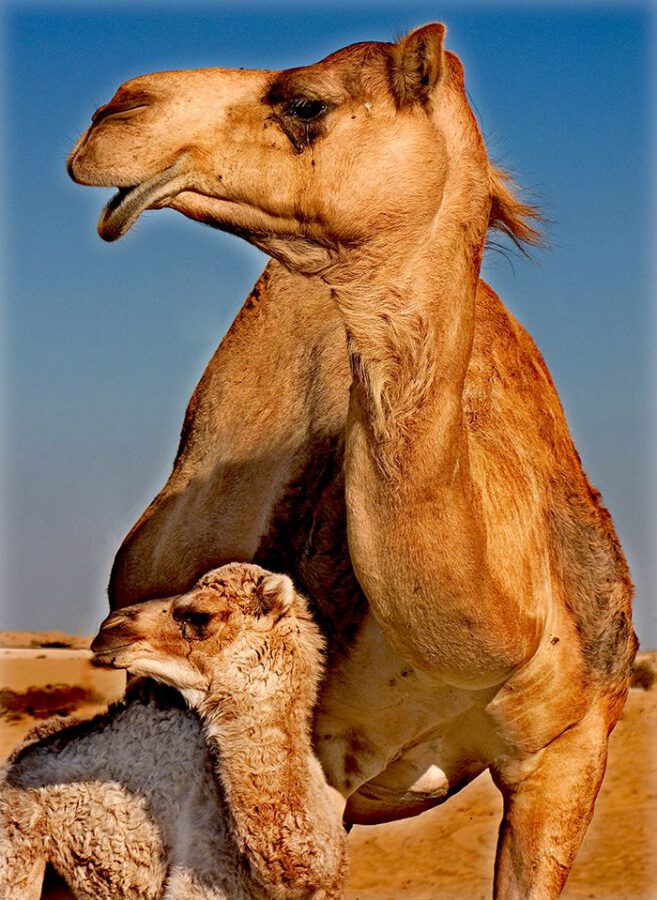 حنانٌ تحت الزرقة