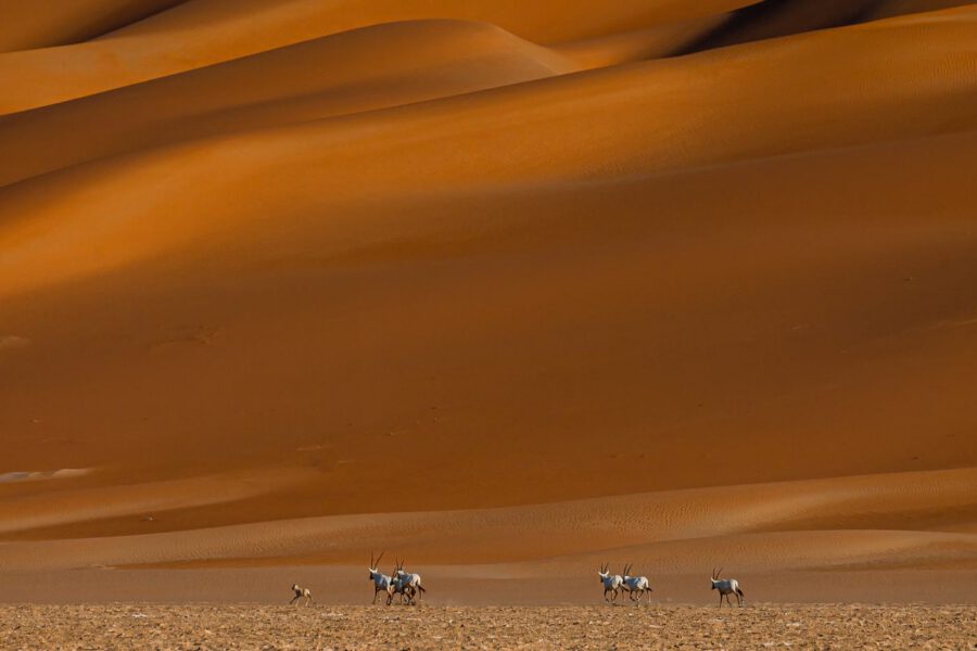 قطيعٌ أمام الجبل الذهبي