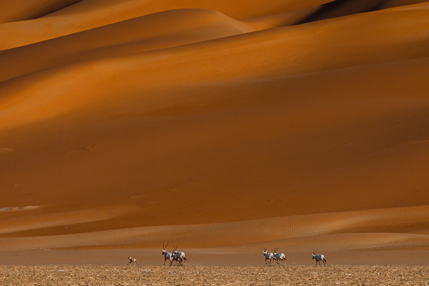قطيعٌ أمام الجبل الذهبي