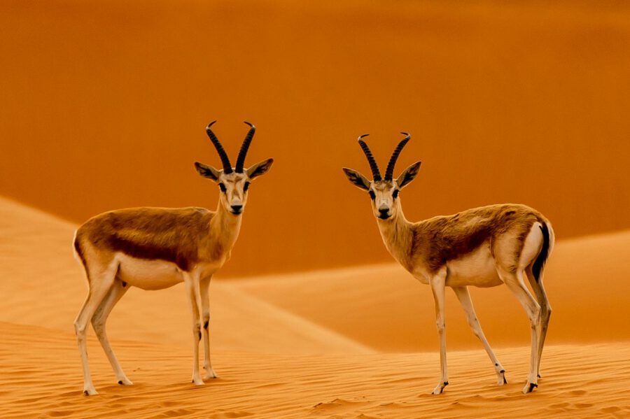 ظبيان ونظرةٌ واحدة