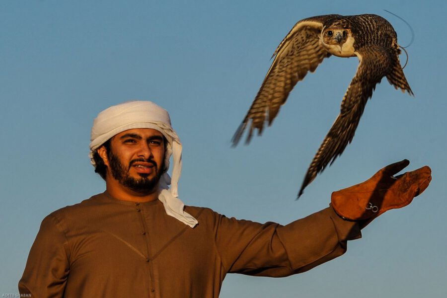 نظرةُ الصقر